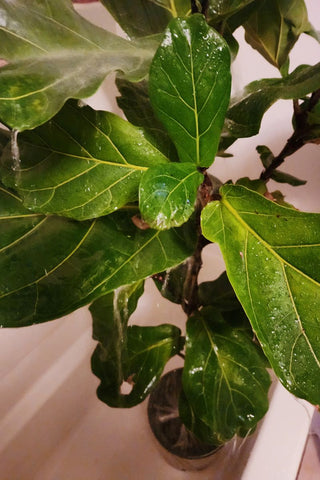 Showering big plants