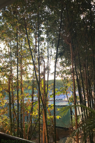 Happy Cinco de Mayo! Color & Art Inspiration from Mexico morning light trees tennis courts