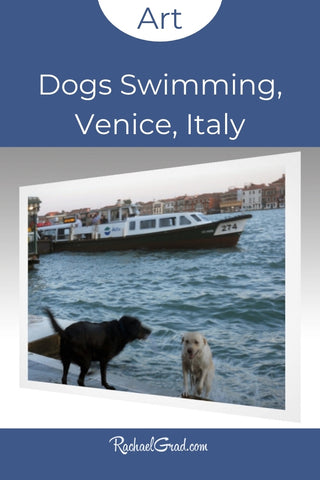 Dogs Swimming Venice Italy Art Print by Artist Rachael Grad