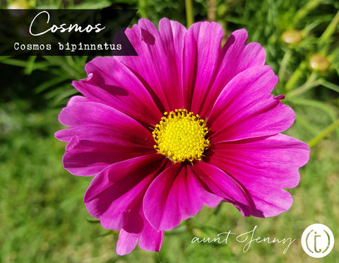 Photo of summer's last Cosmos flower, the perfect colour inspiration for carding