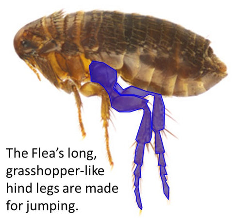 flea legs for jumping