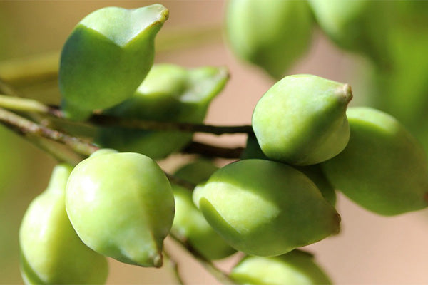 The Benefits of Kakadu Plum – KimiKim Organics