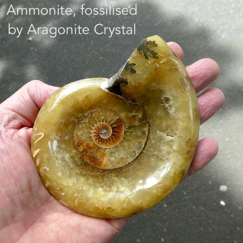 Ammonite Fossil, Totally replaced with Aragonite Crystal – Crystal Heart