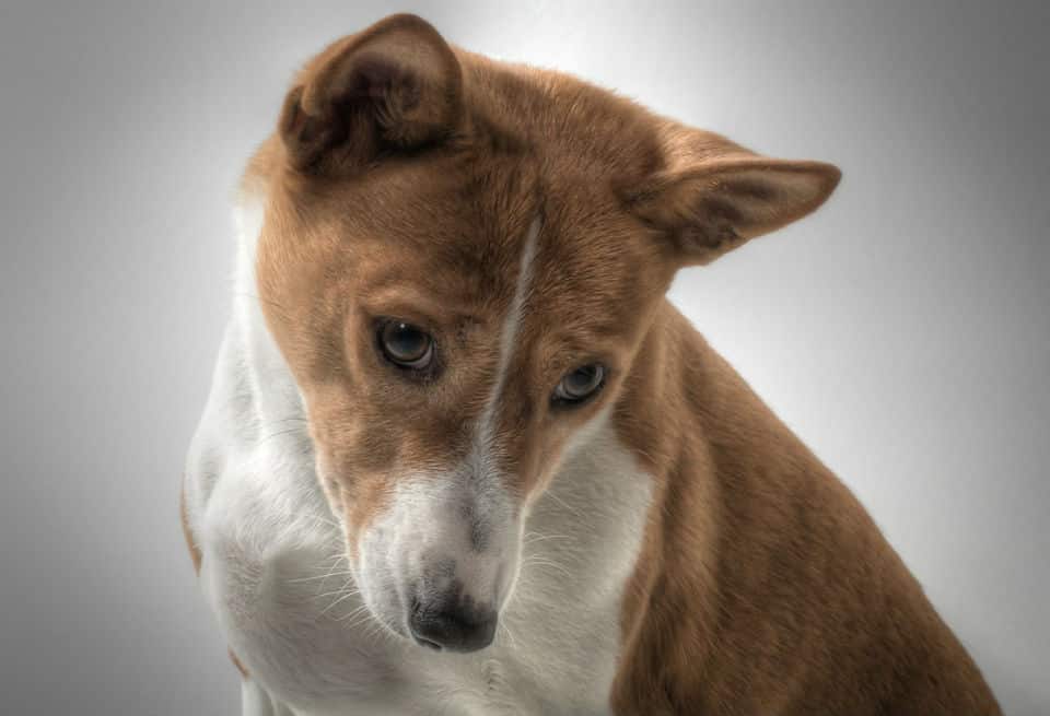 Basenji