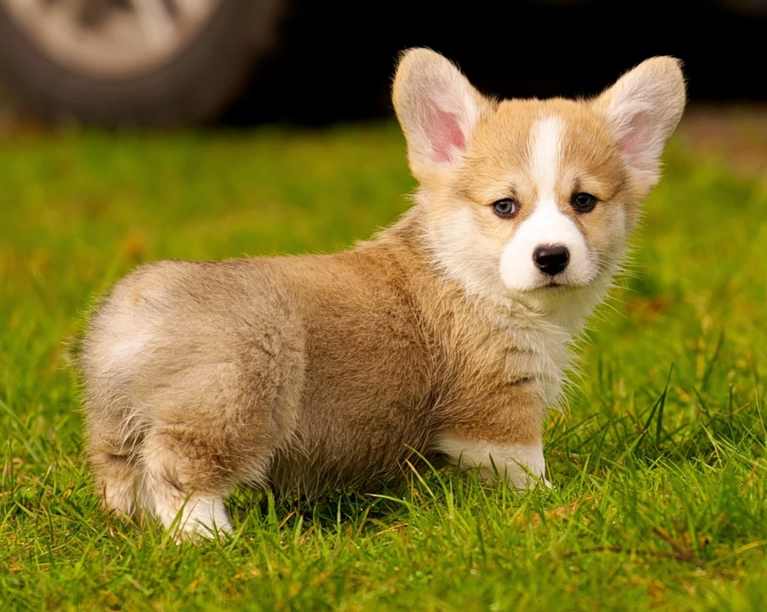 Corgi gallois de Pembroke