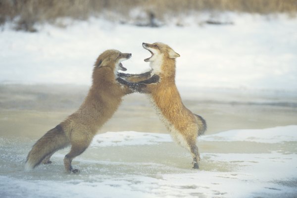 fox fight