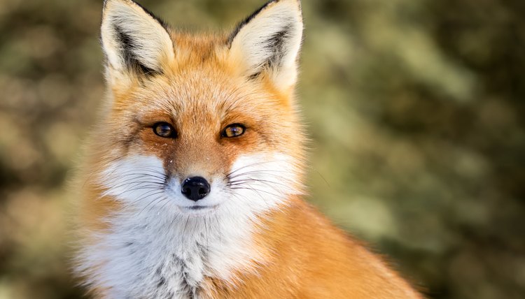 male fox