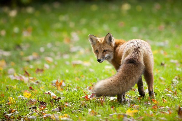 Nature fox