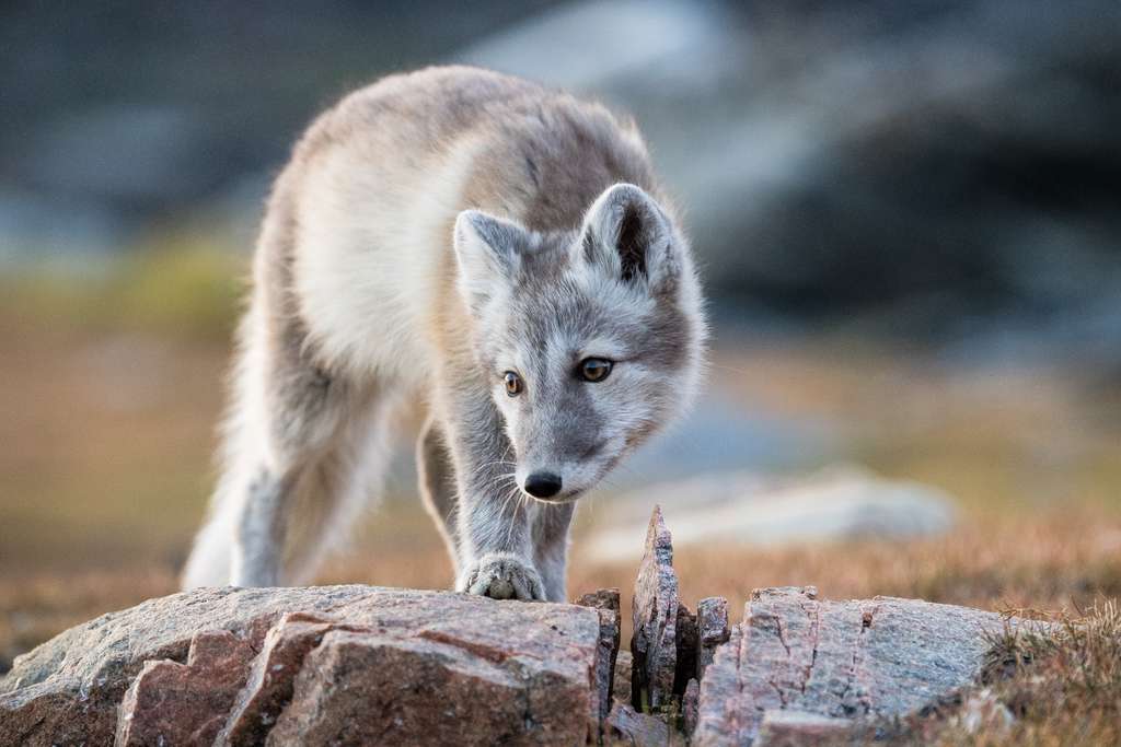 renard polaire blanc