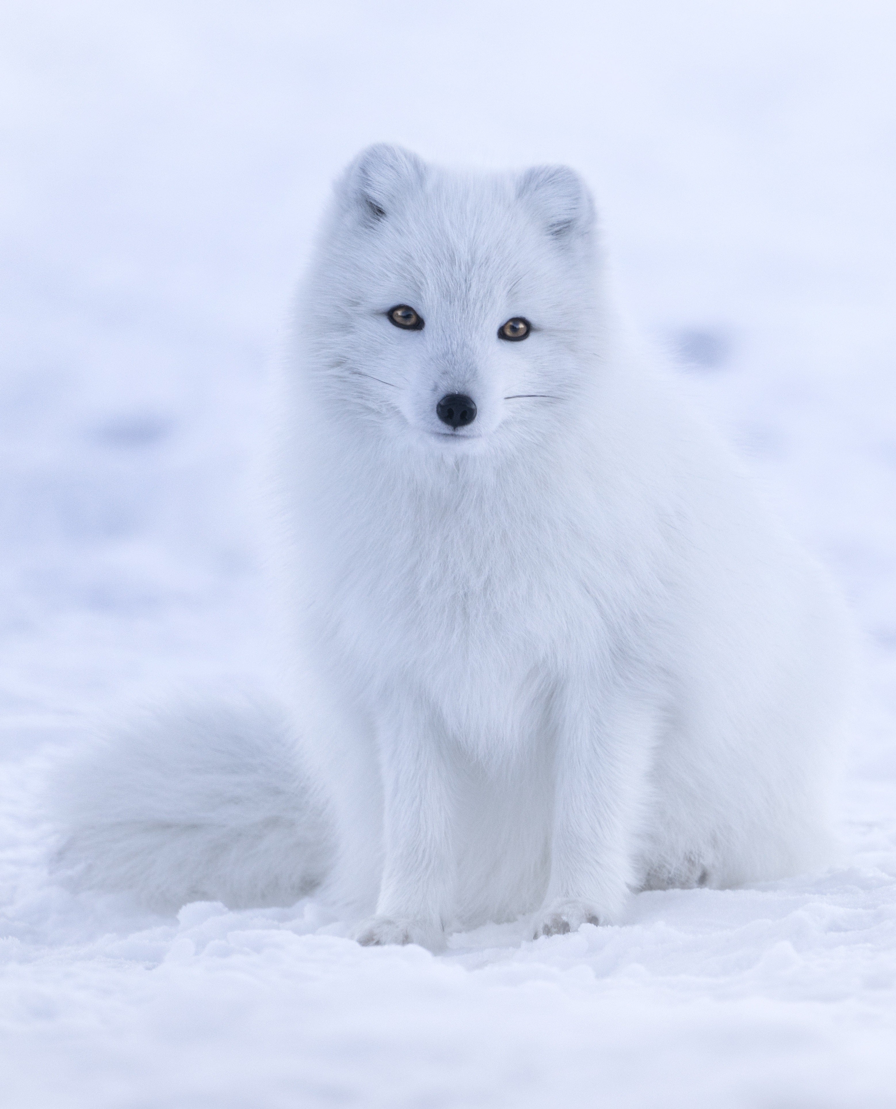 renard polaire blanc