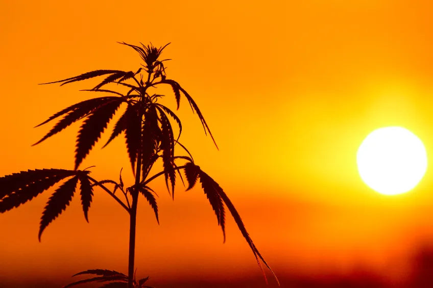 close up of a flowering hemp plant in a field at sunset