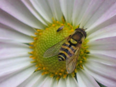 Bee on Flower