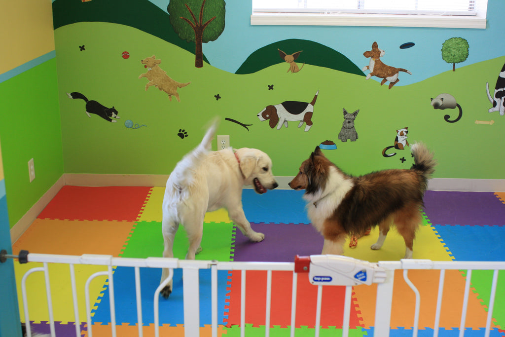 Dogs playing in front of Paws Park Wall Decals
