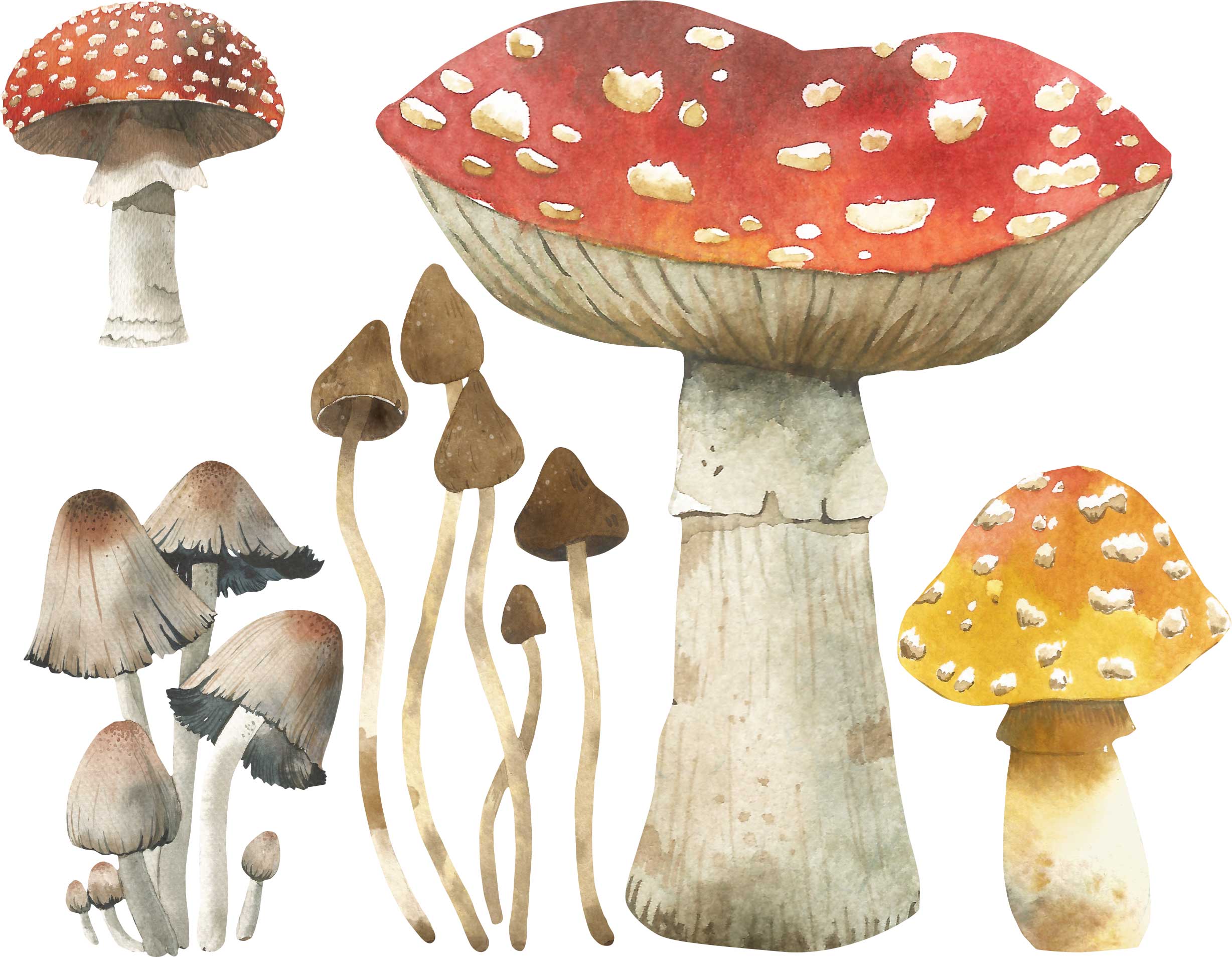 Mushroom Wall Decals - JUMBO SIZE - Set of 5 – My Wonderful Walls