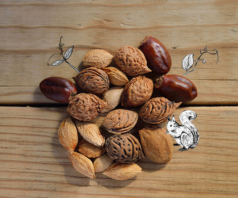 Walnuts, a winter food