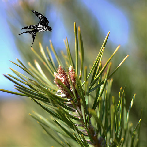 Maritime pine, anti-wrinkle ingredient