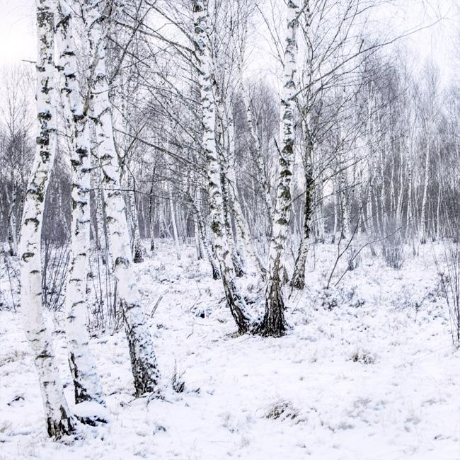 winter birch forest