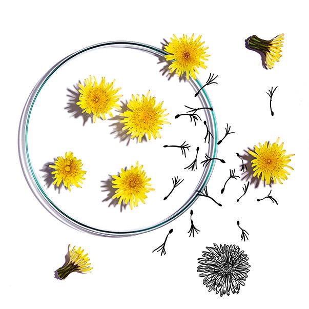 The benefits of dandelion