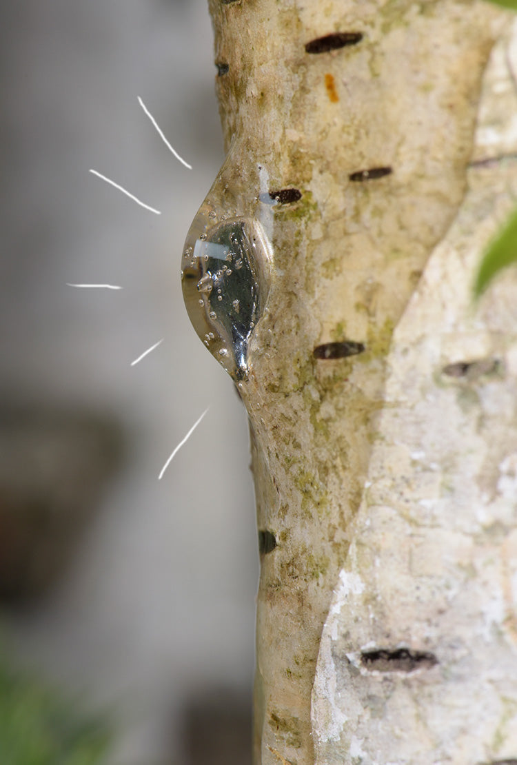 The fresh sap of Organic Birch, Saeve