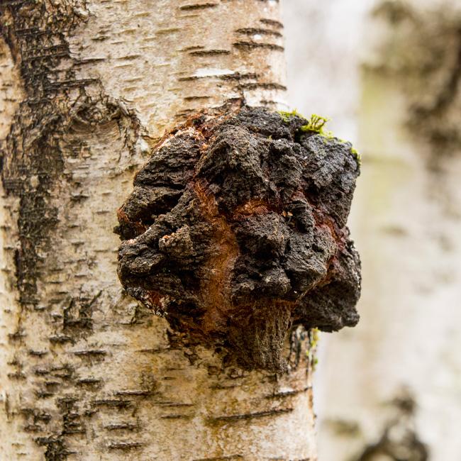 Chaga on a birch trunk