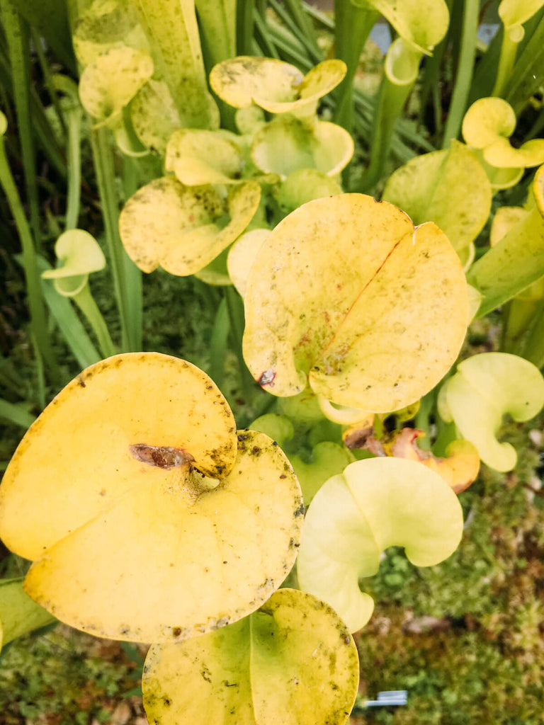 iPhone 6s - Glasgow Botanic Garden -Black & Wood