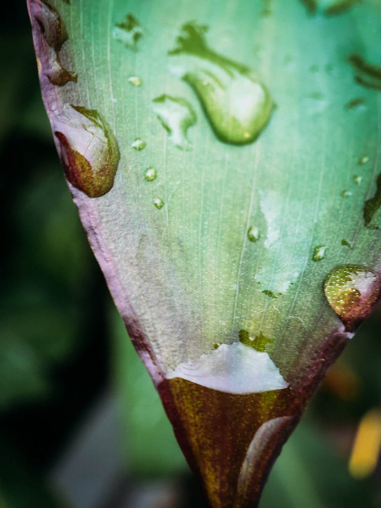 Macro Pro + iPhone 6s - Glasgow Botanic Garden -Black & Wood