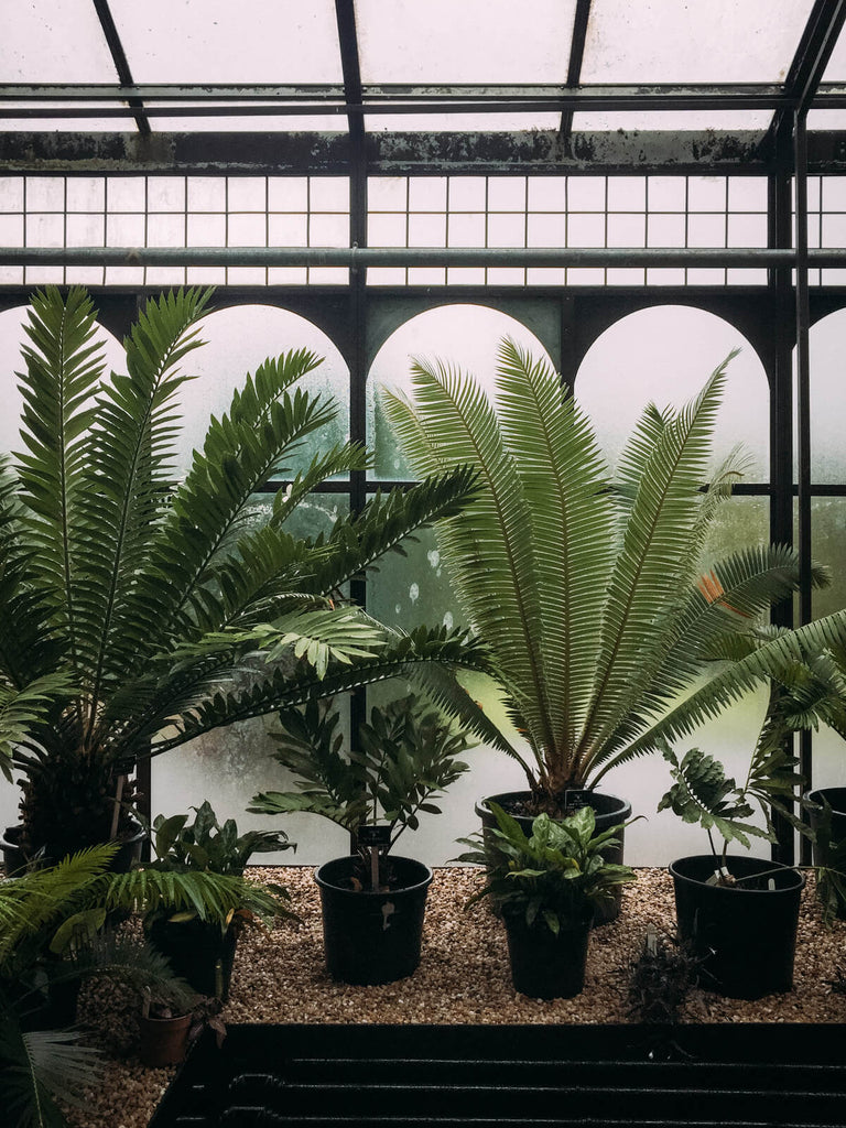 iPhone 6s - Glasgow Botanic Garden -Black & Wood