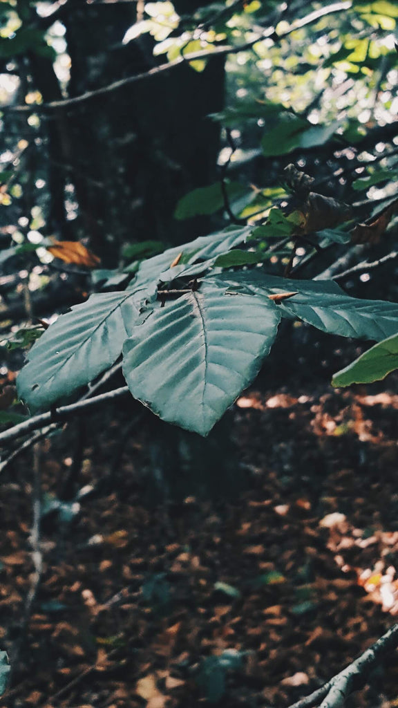 2A. Telephoto + Samsung Galaxy S6 - walk in the forest -perchek.industrie