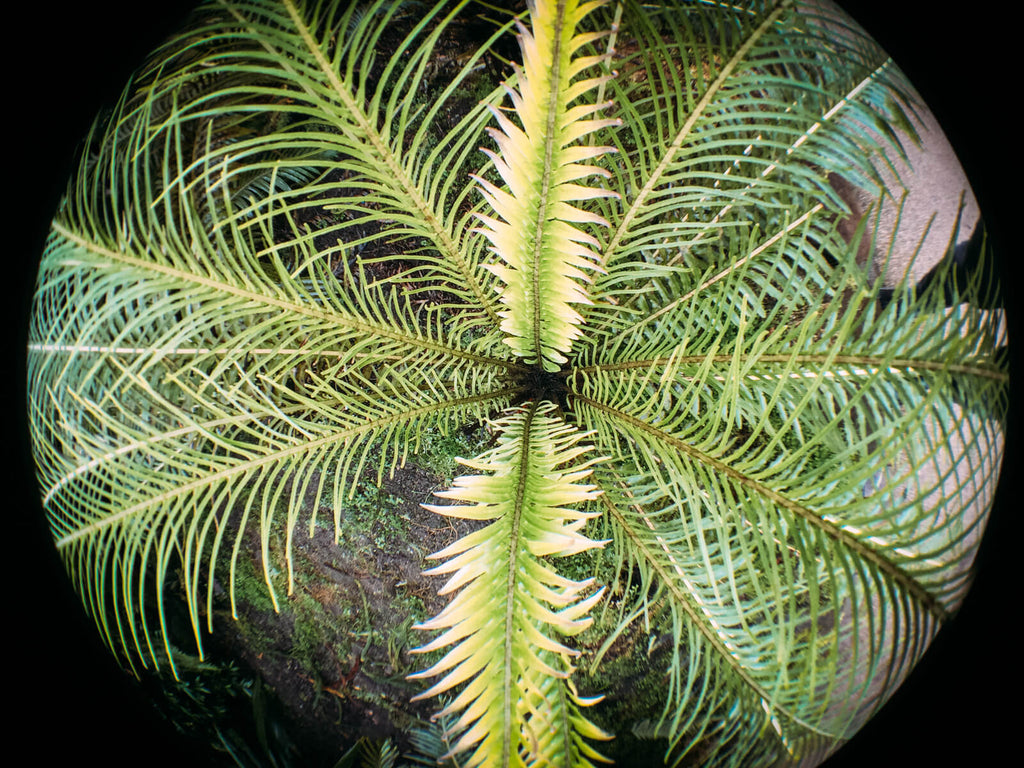 Fisheye+ iPhone 6s - Glasgow Botanic Garden -Black & Wood