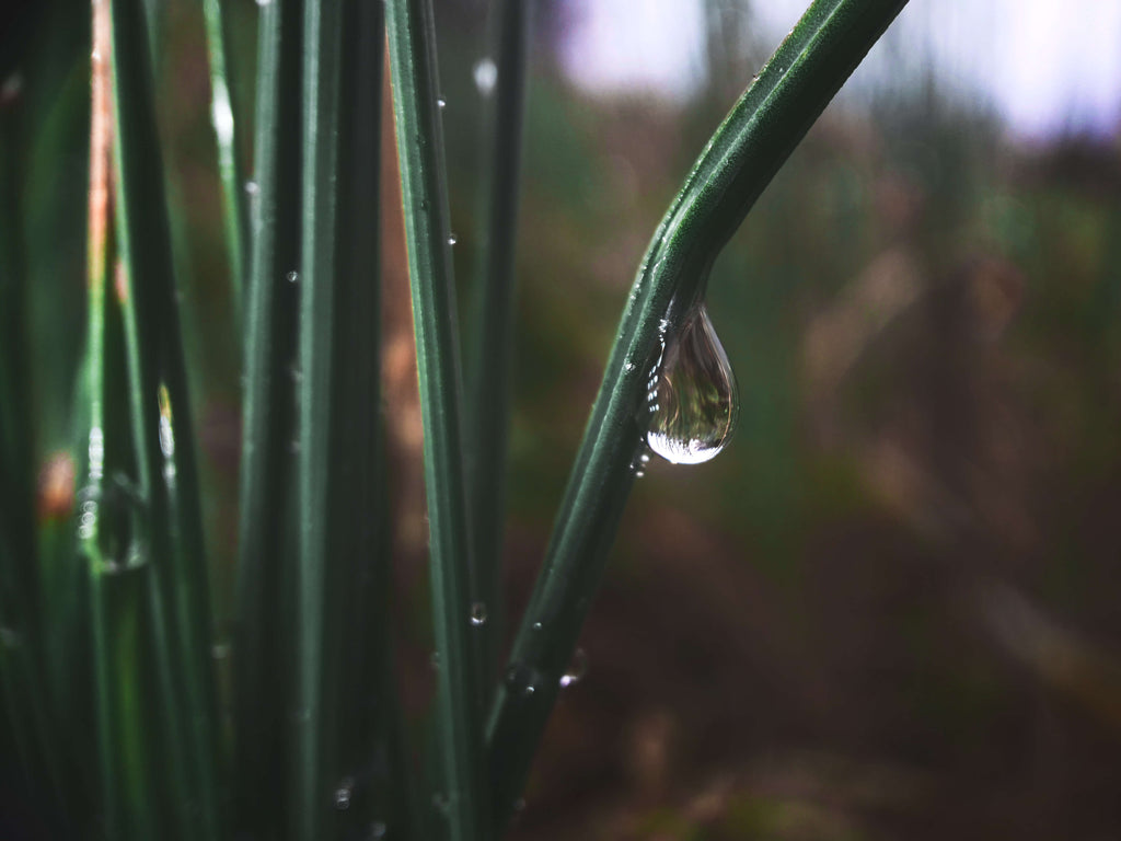 8A. Macro Pro + Samsung Galaxy S6 - promenade dans le forêt - percherk.industrie