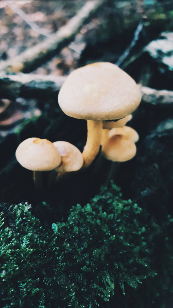 8C. Macro Pro + Samsung Galaxy S6 - walk in the forest - percherk.industrie