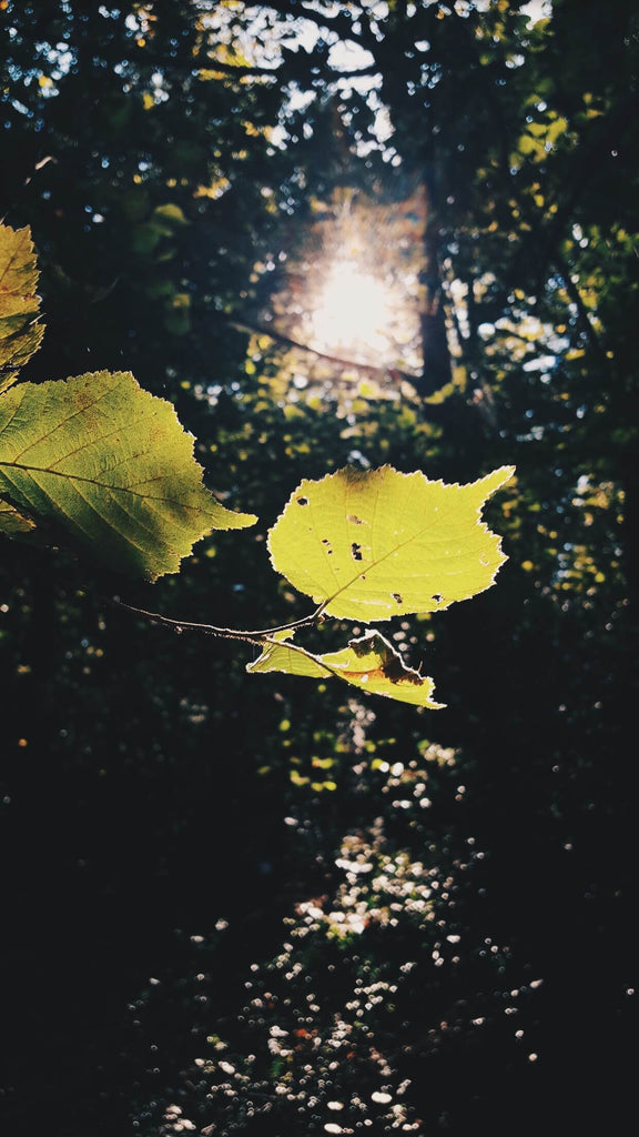 9A. Telephoto + Samsung Galaxy S6 - walk in the forest - percherk.industrie