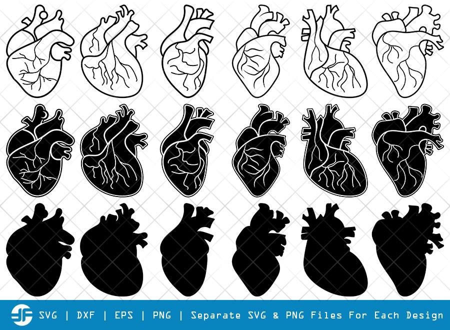 Download Human Heart Svg Cut Files Anatomical Heart Silhouette So Fontsy