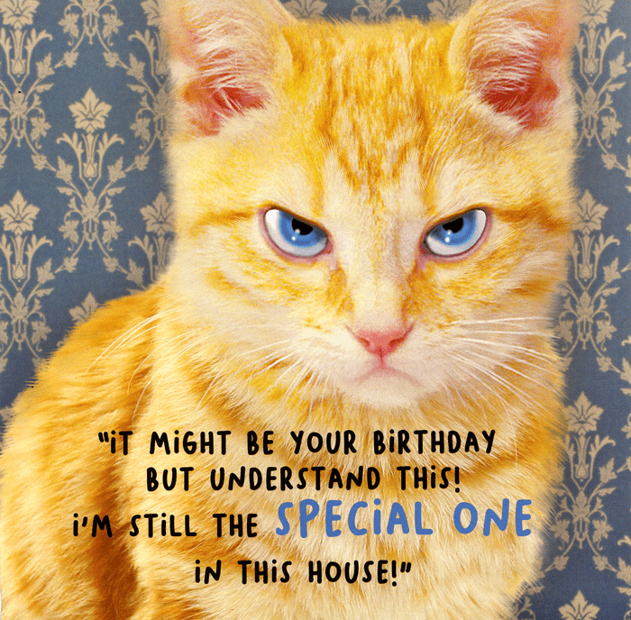  Funny  card Your birthday  but cat still special one 