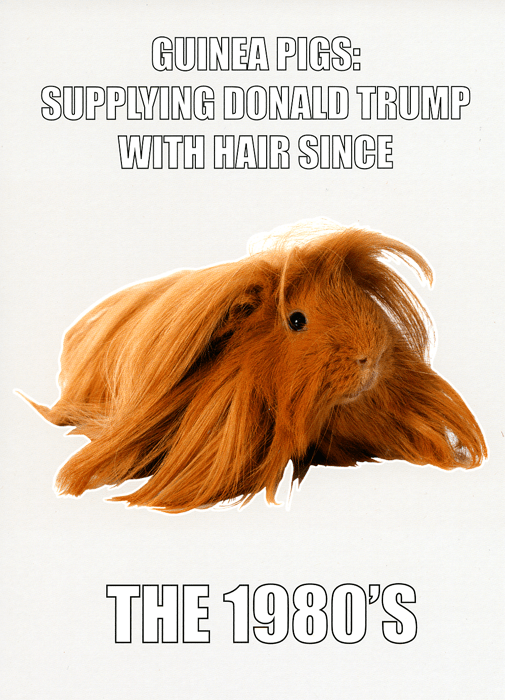 Funny Card Guinea Pigs Supplying Donald Trump S Hair Comedy Card Company