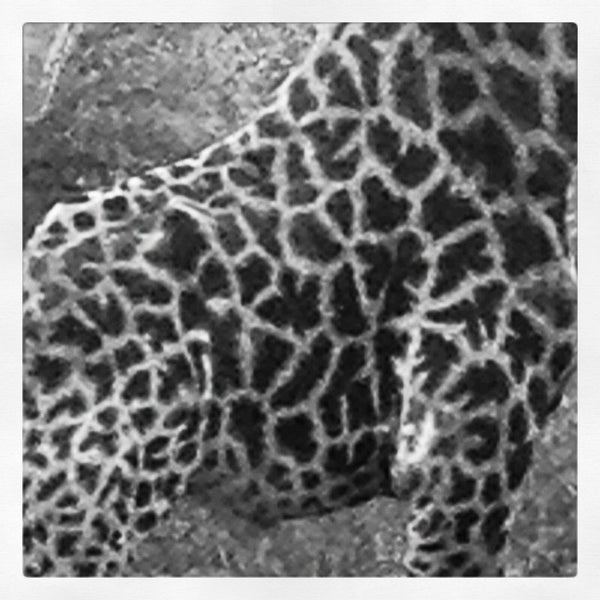 Left and right: Imagery of beautiful patterns and textures that Emma photographed during her African safari.