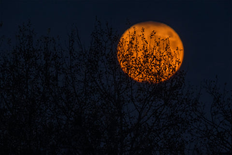 halloween full moon 10 Ways to Celebrate Halloween This Year