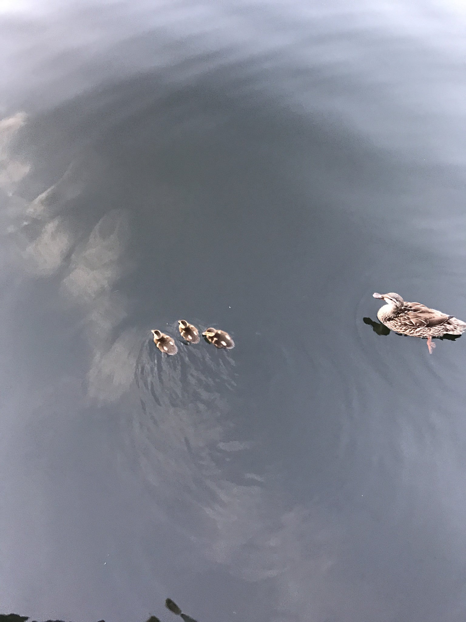 Florida 5