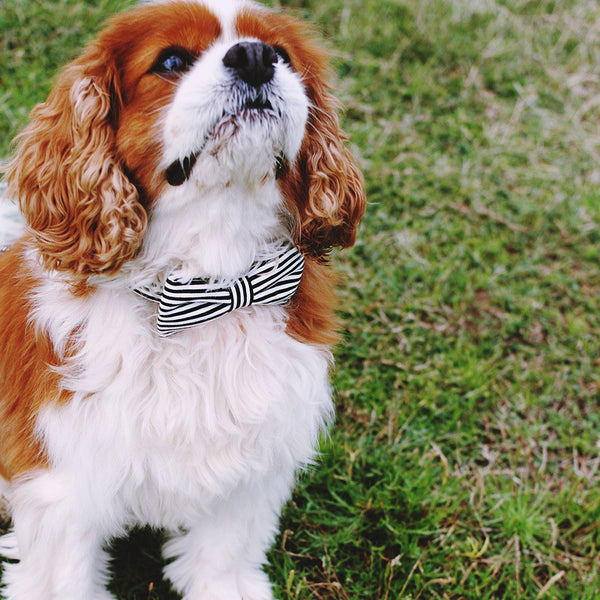 Dog Bow Tie and Collar Set : Clever You (Black & White Stripes)