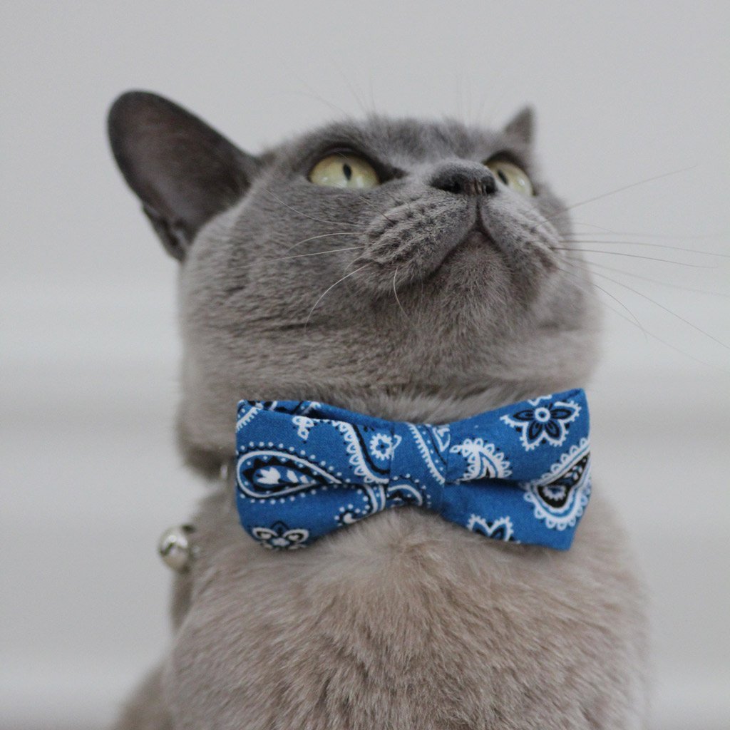 cat collar necktie