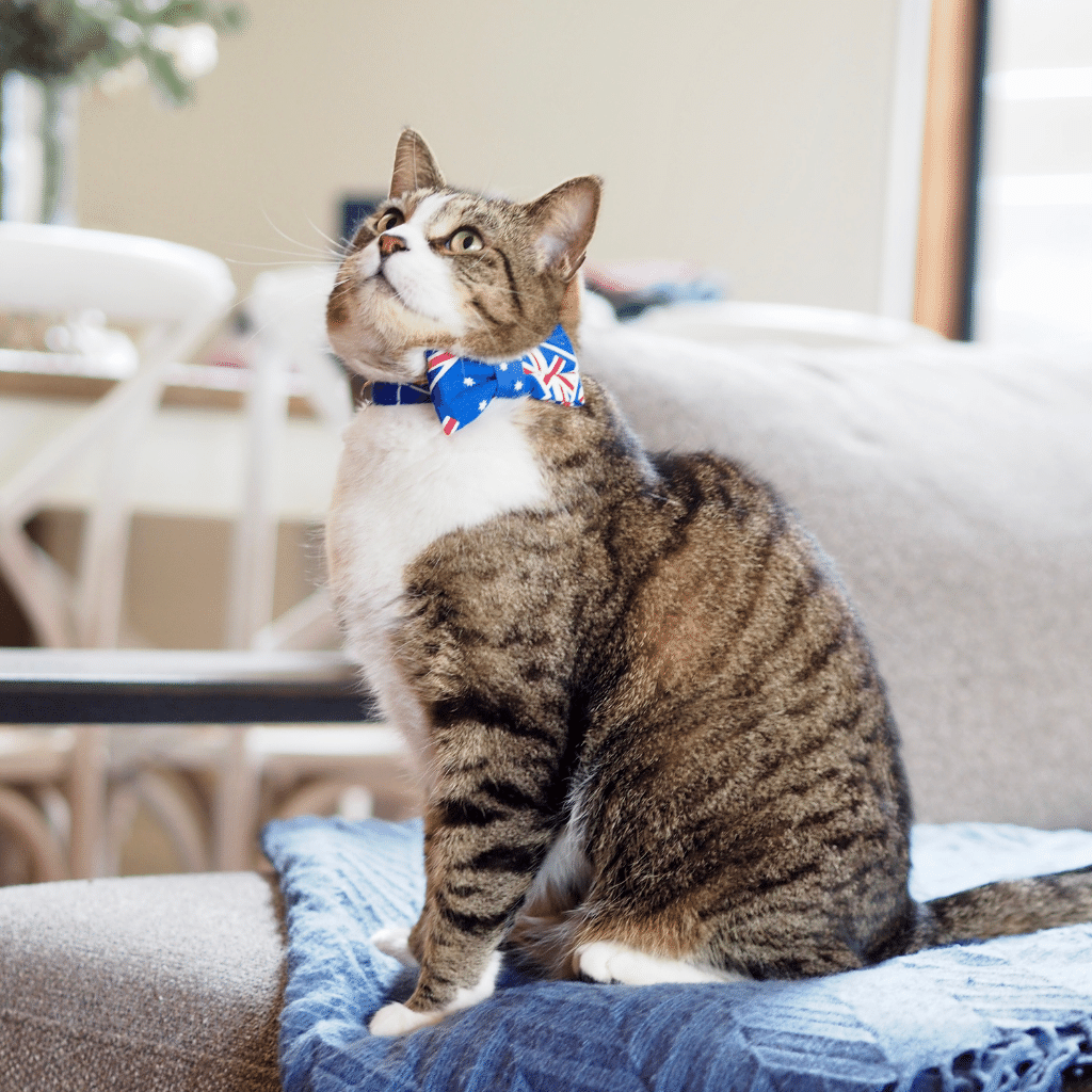 cat bow tie collar australia