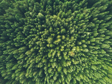 An aerial shot of a woodland area