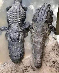 Alligator versus krokodille