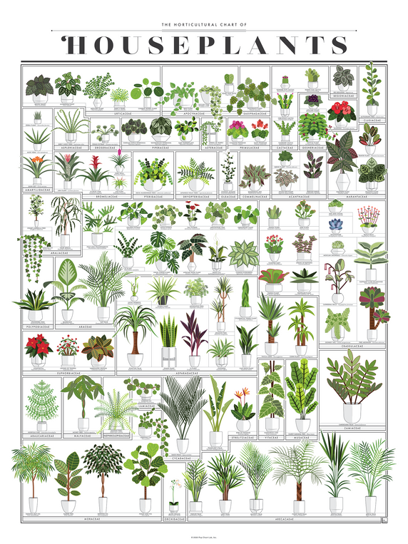 The Horticultural Chart of Houseplants Pop Chart