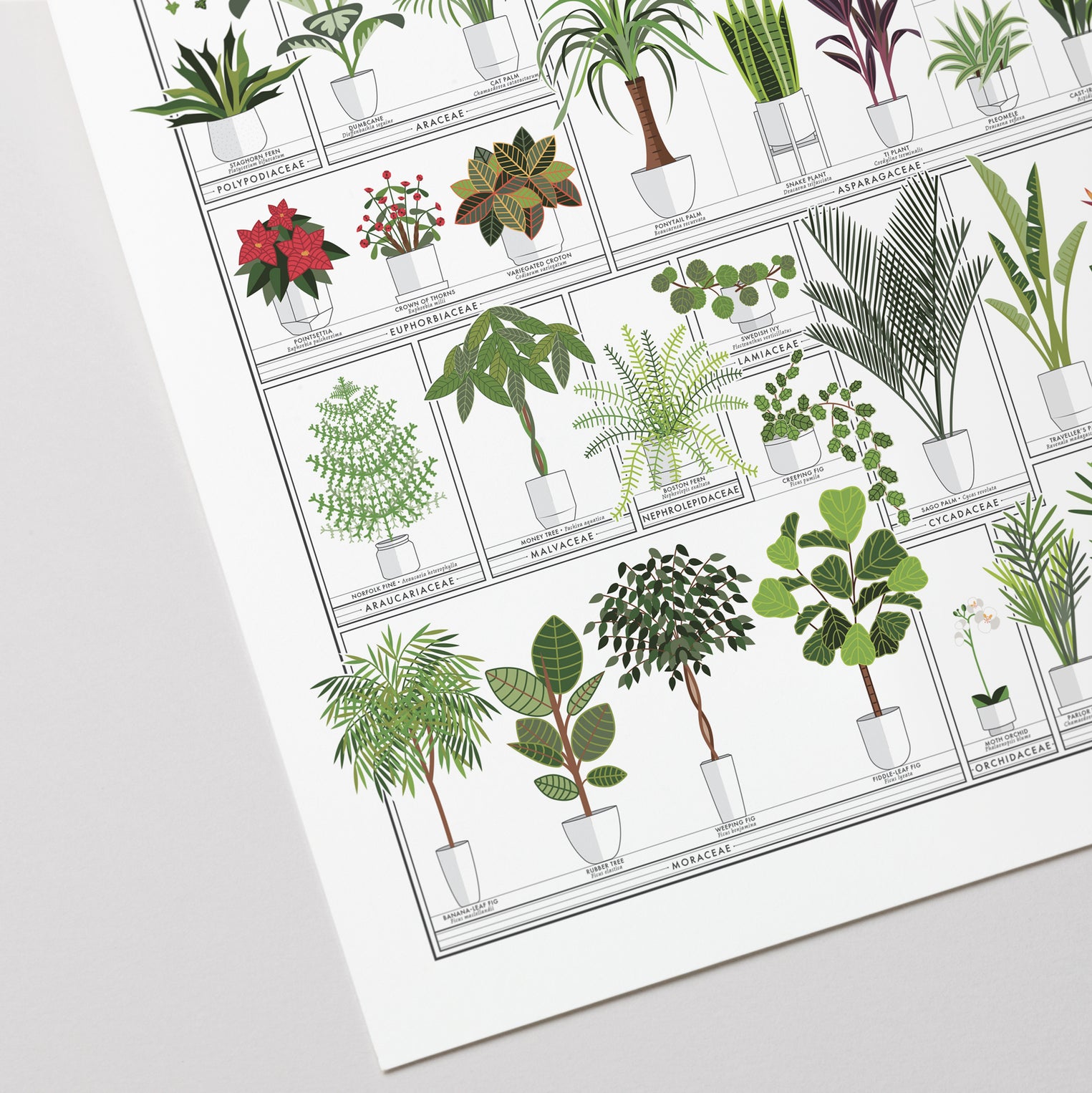 The Horticultural Chart of Houseplants – Pop Chart