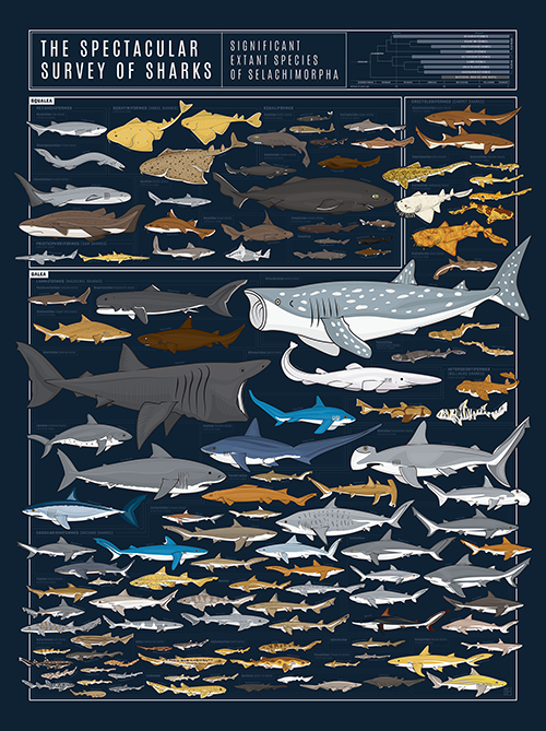 The Spectacular Survey of Sharks Pop Chart