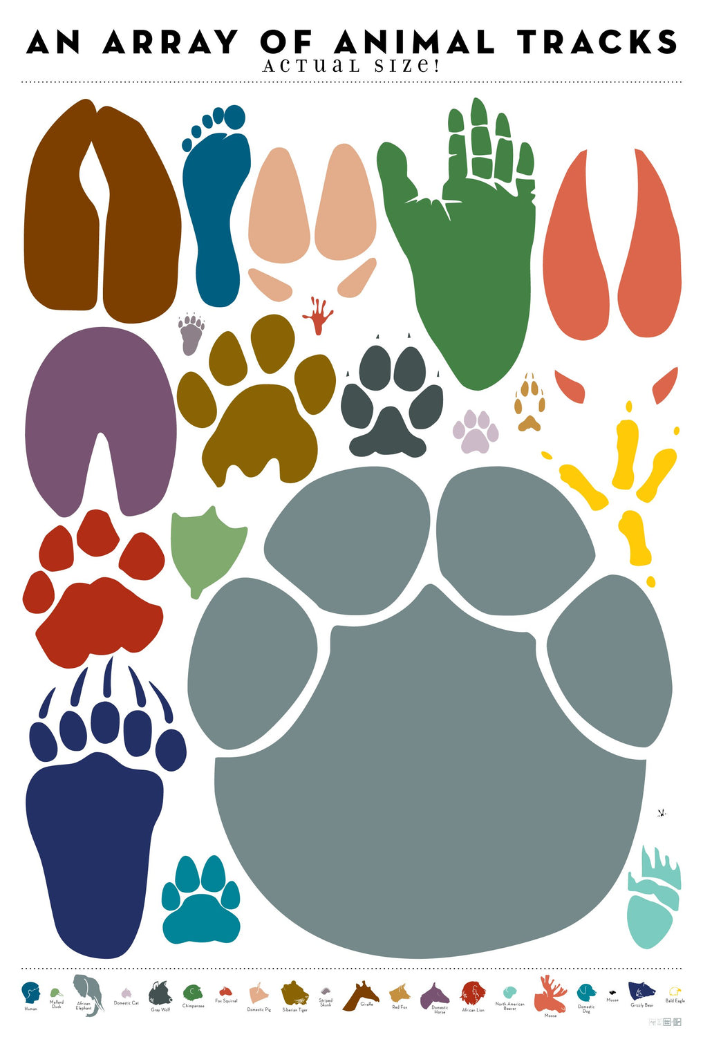 an-array-of-animal-tracks-actual-size-pop-chart