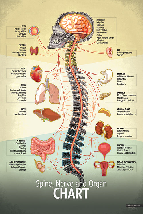 "Original" Spine Chart Chiropractic BioPhysics