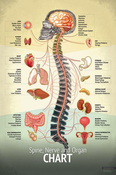 spine align chiropractic idaho falls