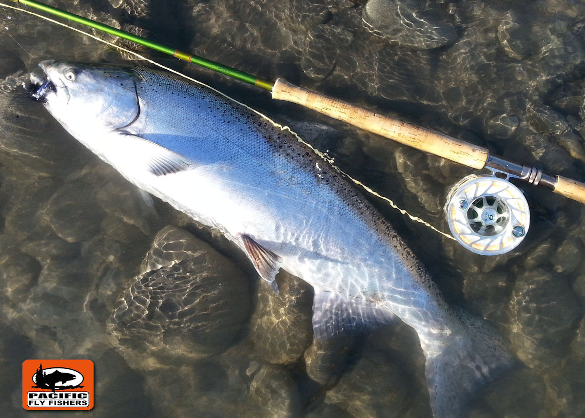 Hoh River Chinook Salmon